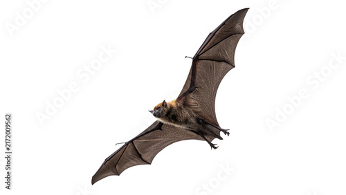 Photography Wild black bat flying mammal wildlife creature night isolated on transparent bac