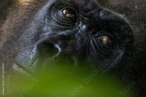 Porträt, Nahaufnahme von einem Gorilla