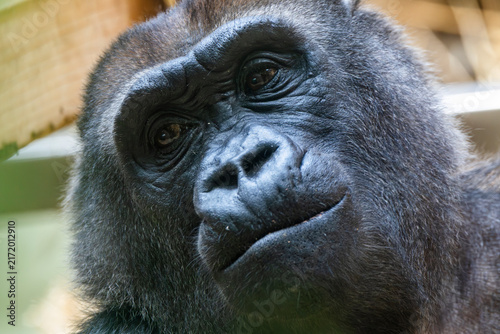 Porträt, Nahaufnahme von einem Gorilla