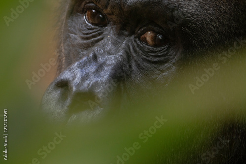 Nahaufnahme eines Gorillas, Portrait