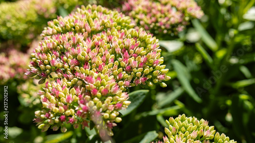 Fotografie Pink sedum flower buds blooming in sunny garden nature background