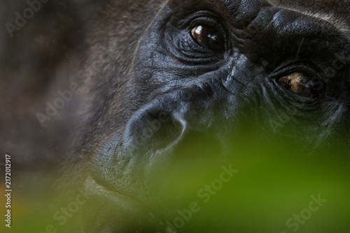 Nahaufnahme eines Gorillas, Portrait