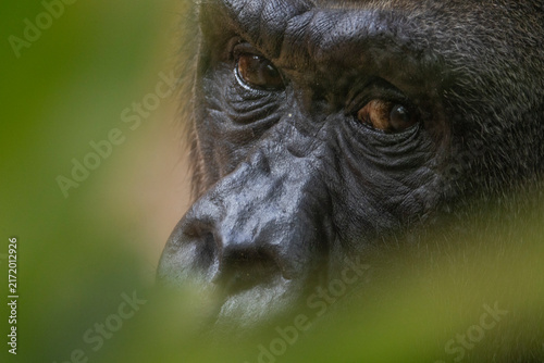 Nahaufnahme eines Gorillas, Portrait