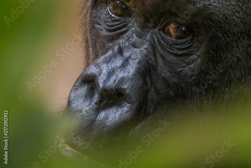 Nahaufnahme eines Gorillas, Portrait