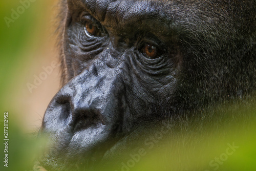 Nahaufnahme eines Gorillas, Portrait