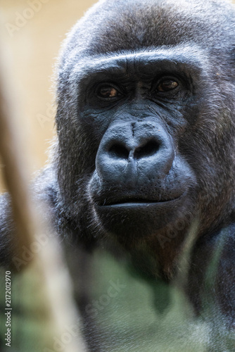 Porträt, Nahaufnahme von einem Gorilla