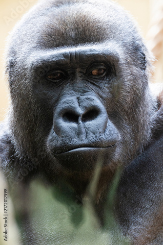 Porträt, Nahaufnahme von einem Gorilla