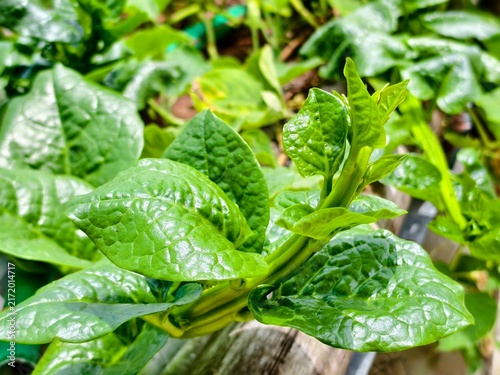 Bild auf Leinwand Green leafy malabar spinach growing organically