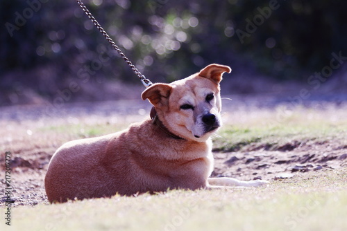 公園でくつろぐ可愛い飼い犬