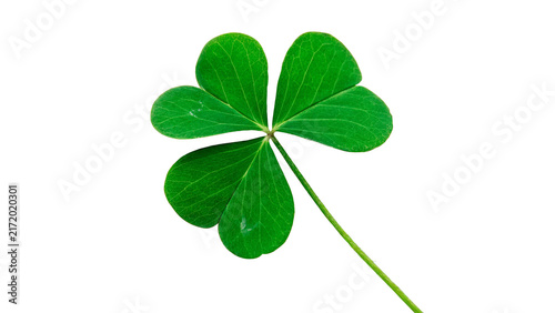 Foto Fresh green four leaf clover lucky charm botanical element isolated on transpare
