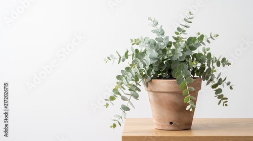 Potted Eucalyptus Plant Isolated on White Background