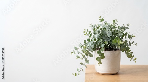Potted Eucalyptus Plant Isolated on White Background