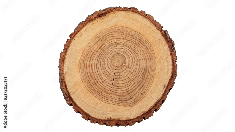 Fototapeta premium Round wooden tree trunk cross section slice wood texture isolated on transparent background