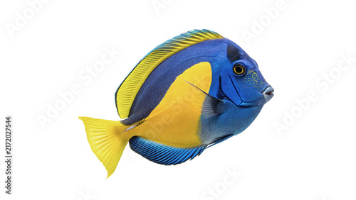 Fotografie Vibrant blue tang fish tropical marine life ocean wildlife animal isolated on tr