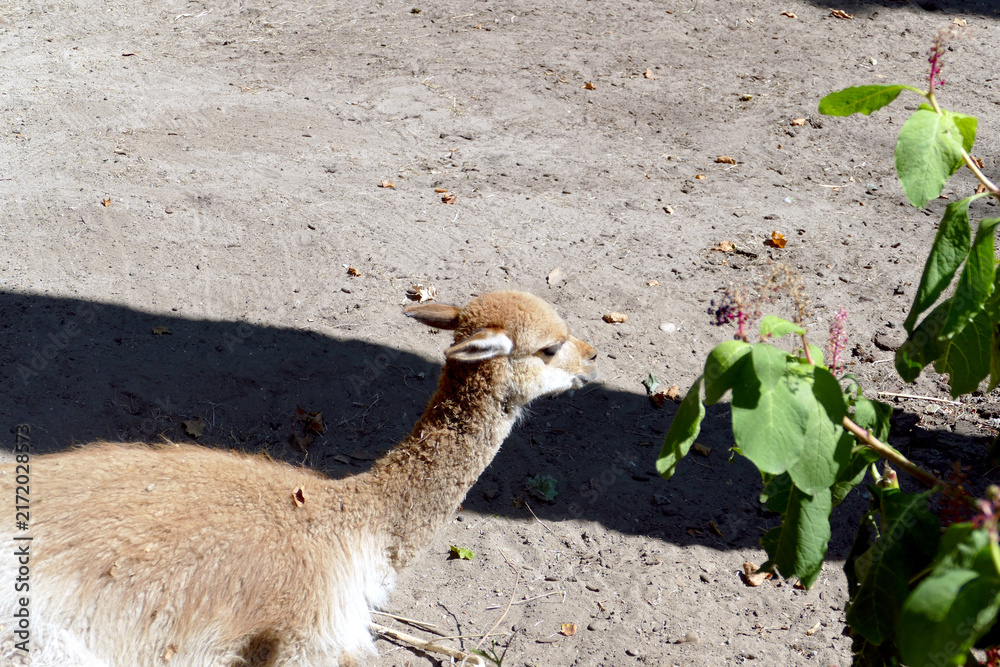 Fototapeta premium Ritratto di una Vicugna, camelide artiodattilo andino