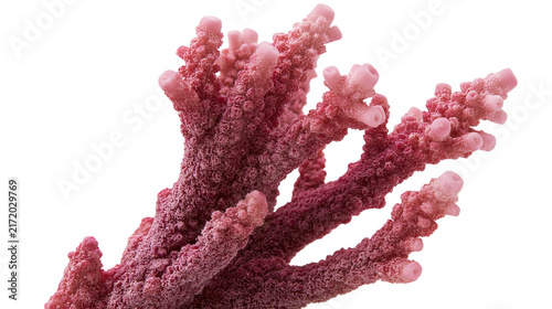 Branching pink stony coral fragment with textured surface, isolated on transparent background