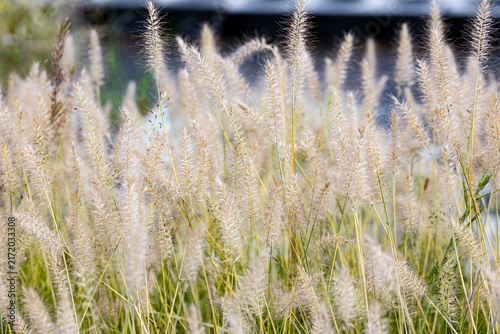 Obraz na plátne Golden flower spikes of Pennisetum alopecuroides Hameln ornamental grass