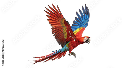 Canvas Print Beautiful bright colorful macaw parrot flying with wings spread isolated on tran