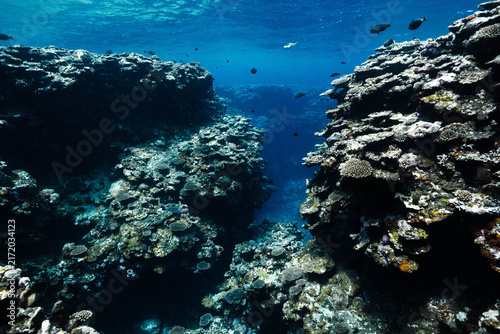 Tropical ocean floor covered with coral reefs and marine life