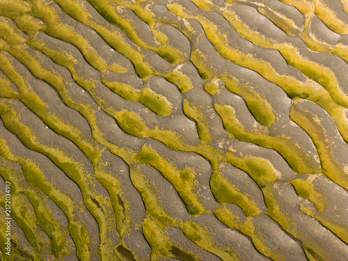 Cuadro en lienzo Abstract natural patterns formed by sand ripples and algae during low tide, show