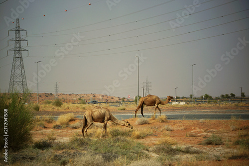 Фотография Two dromedary camels grazing beside a desert road and high voltage power lines in the United Arab Emirates