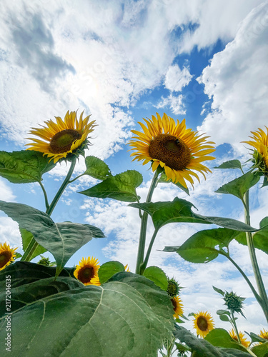 Sunflowers against a bright blue summer sky
