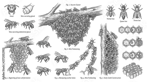 Vintage Bee Anatomy and Colony Life Illustrations