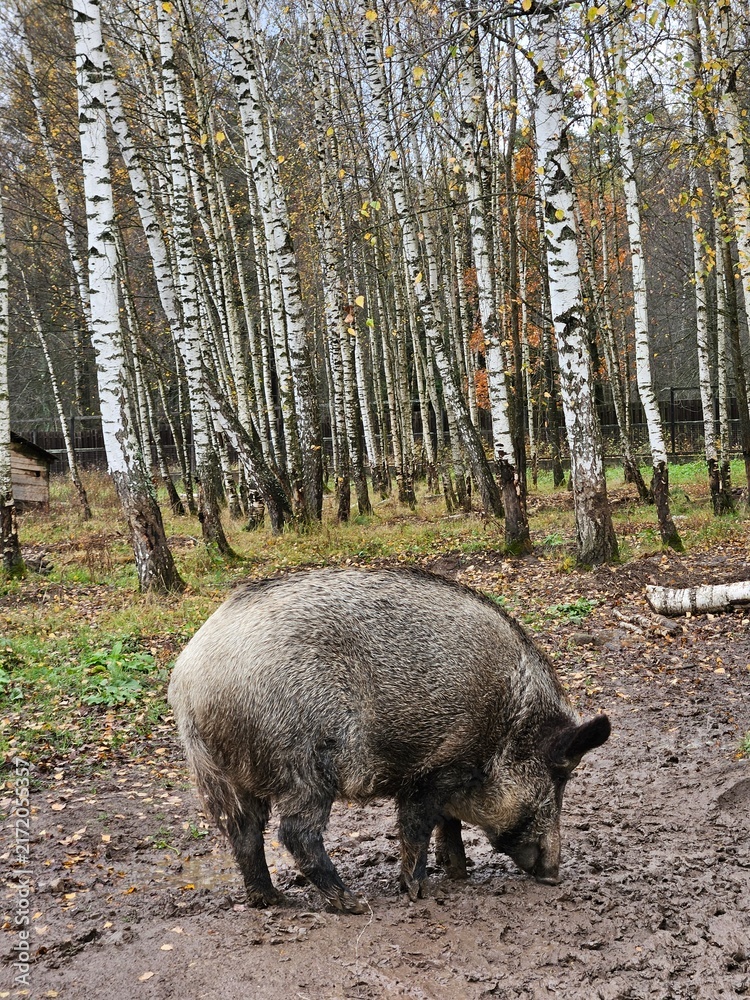 Naklejka premium Wild boar forages in a birch forest. Muddy ground surrounds the animal. Trees stand tall behind the boar. Fall leaves cover the forest floor. Animal looks down, searching the earth