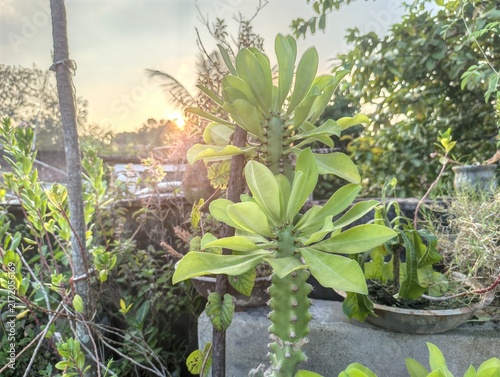 Bild auf Leinwand Euphorbia neriifolia Indian spurge tree hedge euphorbia succulent