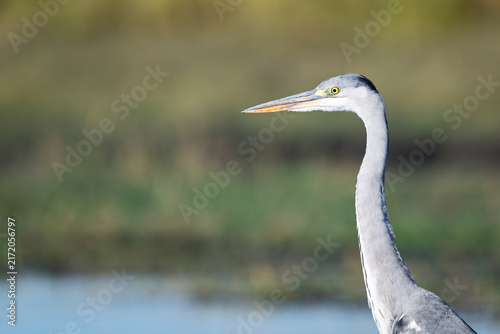 Obraz na plátně Grey heron portrait Okavango Delta