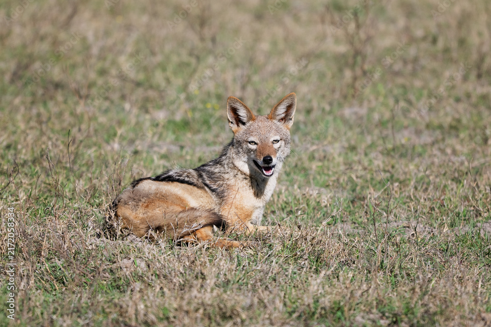 Obraz premium Black backed jackal resting on Okavango grassland