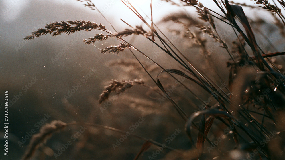 Obraz premium Close Up Of Wild Grass Ears In Beautiful Golden Sunset