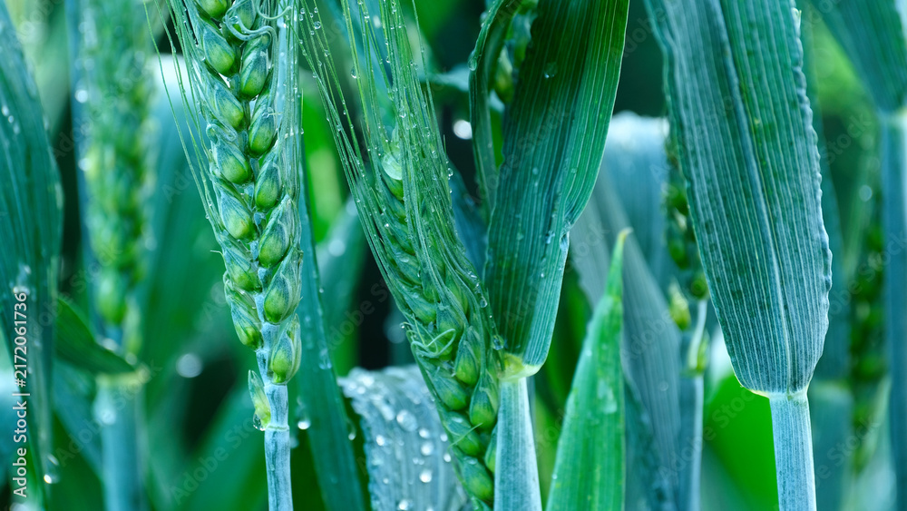 Naklejka premium Green wheat ears with morning dew water drops 