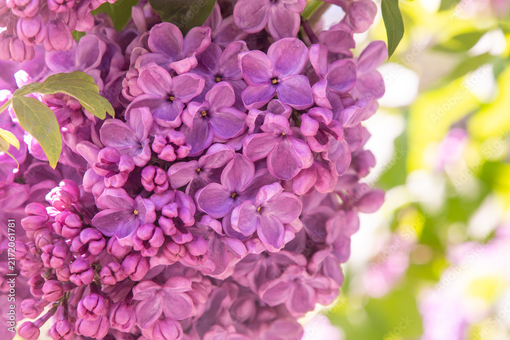 Obraz premium Purple Lilac pink flower Blossom. Syringa Flowers