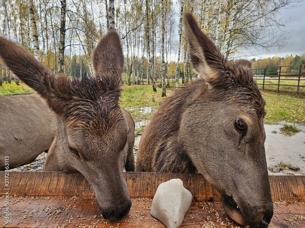 Naklejka premium Two deer lean over a wooden feeder in a wet, autumnal forest. Their ears are perked, eyes gentle, fur damp with morning dew. Shallow pool reflects the muted autumn trees behind them