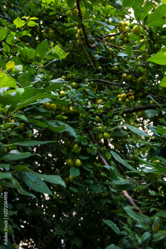 Quadro su tela Green bullace fruits scattered across tree canopy viewed from below, summer orch