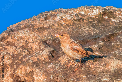 A sparrow is sitting on a river rock on a summer day.