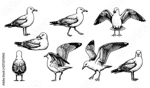 Hand Drawn Seagull Birds Sketch Vector Illustration Set Isolated on White