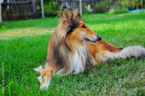 Photography border collie dog