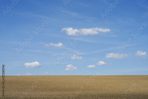 Canvas Print Empty grainfield with blue sky and small clouds panorama view