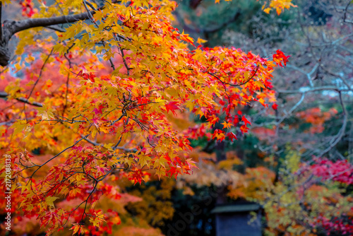 Zen Garden Maple at Hogon in Temple Kyoto Nov 28 2025