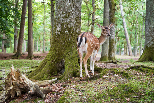 Foto Female fallow deer looking back while standing by a mossy tree in a green summer forest