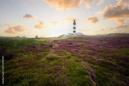 fin de journée sur la côte ouest de l'île d'Ouessant en région Bretagne, le phare du creac'h devant un tapis de bruyéres.