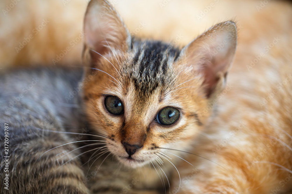Naklejka premium Close-up portrait of a peaceful kitten resting safely on its mother's soft fur