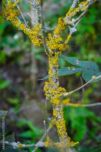 Obraz na plátne Macro view of distinct yellow and pale grey lichen formations covering a wooden twig, set against a softly blurred background of woodland green leaves