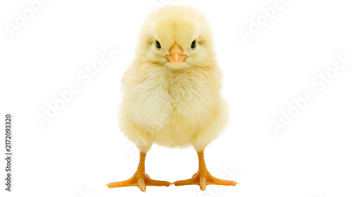 Fluffy yellow chick standing, isolated on transparent background