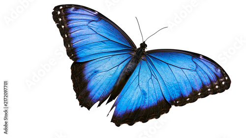 Konstfotografi Vibrant blue morpho butterfly with black wing edges, isolated on transparent bac