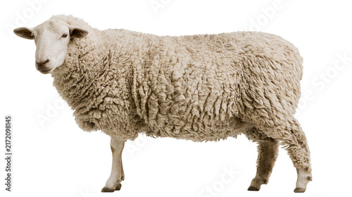 Fluffy white sheep with thick wool coat, isolated on transparent background