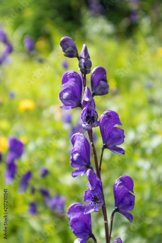 Obraz na plátne Toxic Purple Wolfsbane Flowers Growing in Wild Meadow – Poisonous Plant