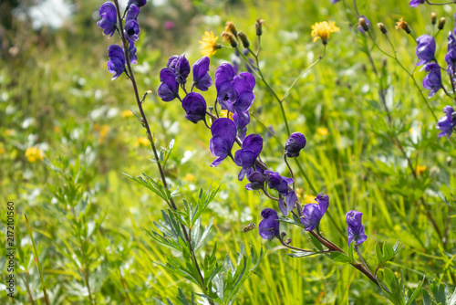 Fotografie Toxic Purple Wolfsbane - Monkshood Aconitum Napellus